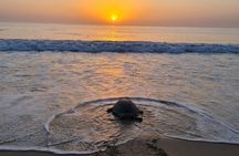 2-day Private Tour to Ras Al Hadd