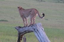 2 days - Masai mara Private Guided Tour from Nairobi