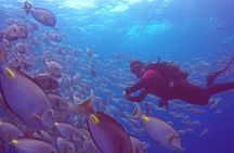 First Diving Experience Try Dive