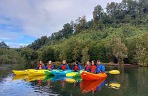 Kayak through the Sunken Forest of the Maullín River