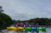 Kayak through the Sunken Forest of the Maullín River