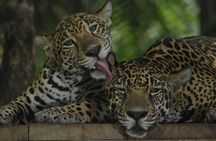  Private Wildlife and Sightseeing Tour to Natuwa Rescue Center