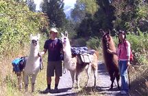  Llama Trek (Taster) - Kowhai River Valley and Native Woodland Tour