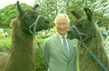 Llama Trek (Half-day) - Kaikoura Bay, Beaches & Seal Colony