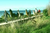 Llama Trek (Half-day) - Kaikoura Bay, Beaches & Seal Colony