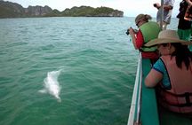Pink Dolphin Spotting & Pig Island Speedboat Tour From Koh Samui