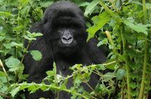 1 Day Rwanda Gorilla Trekking Tour In The Volcanoes National Park