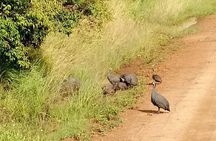 7-Day Amboseli Park, Lake Nakuru, Maasai Mara Park
