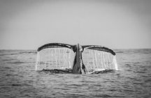 Private Whale Watching Tour!!
