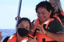 Whale Watching with Hydrophone in Cabo San Lucas