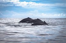 Private Whale Watching Tour!!