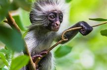 Jozani Forest; Kuza Cave; Paje Beach; The Rock; Salaam Cave Tour