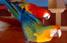Tour to the Curricancha Reserve in Monteverde, a paradise for birdwatchers from San José