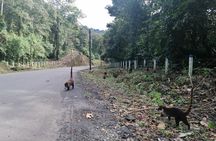 Arenal Volcano Hike and Hot Springs Tour from San Jose
