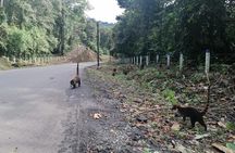 Arenal Volcano Hike and Hot Springs Tour from San Jose