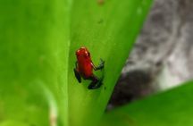 Tamarindo river guided kayak mangrove & environment watching tour in Guanacaste