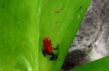 Arenal Volcano Hike and Hot Springs Tour from San Jose