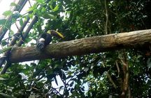 Tour to the Curricancha Reserve in Monteverde, a paradise for birdwatchers from San José