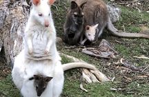Hobart: All-Inclusive Private Bruny Island Discovery Tour