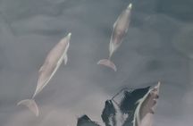 2-Hour Private Dolphin Watching Activity in Taormina