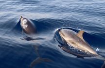 2-Hour Private Dolphin Watching Activity in Taormina