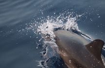 2-Hour Private Dolphin Watching Activity in Taormina