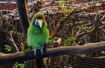 Tour to the Curricancha Reserve in Monteverde, a paradise for birdwatchers from San José