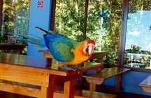Tour to the Monteverde Reserve rainforest wildlife observation from San Jose