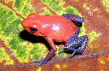 Blue River Waterfall and Rainforest Full Day Tour