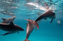 Dolphin Tour; Salaam Cave; Starfish Beach; The Rock; Kuza Cave