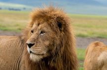 3-Day Private Tour and Safari Murchison Falls National Park 