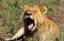 3-Day Private Tour and Safari Murchison Falls National Park 