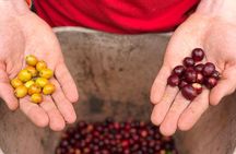 Cocora Valley, Salento and Coffee Farm Day Tour 