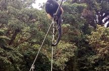 Full day to Monteverde from San Jose with Canopy and Reptil Amphibians watching