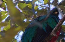 Bird watching in San Gerardo de Dota from San Jose/Alajuela