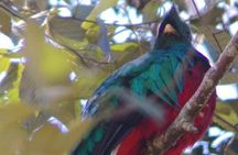 Bird watching in San Gerardo de Dota from San Jose/Alajuela