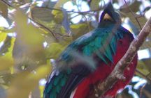 Full day hiking and bird watching at Savegre River San Gerardo near to San Jose