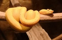 Night hike wildlife observation in Santa Elena Monteverde