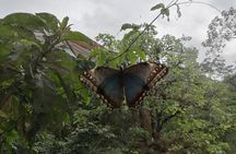 Night hike wildlife observation in Santa Elena Monteverde
