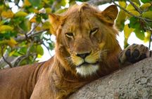 3-Day Safari in Queen Elizabeth National Park Uganda from Kampala