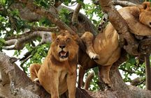 3-Day Safari in Queen Elizabeth National Park Uganda from Kampala
