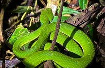 Night hike wildlife observation in Santa Elena Monteverde
