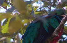 Full day hiking and bird watching at Savegre River San Gerardo near to San Jose