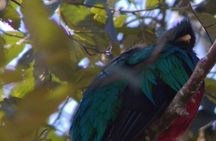 Full day hiking and bird watching at Savegre River San Gerardo near to San Jose