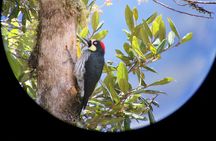 Full day hiking and bird watching at Savegre River San Gerardo near to San Jose