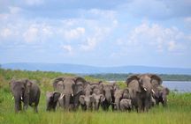 Private 1 Day Akagera Big Five Safari with pick up and lunch.