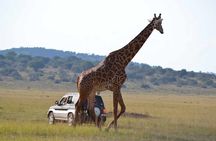 Private 1 Day Akagera Big Five Safari with pick up and lunch.