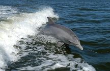 Sunset Dolphin Watching Boat Tour from Vrsar