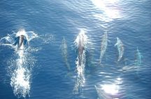 Sunset Dolphin Watching Boat Tour from Vrsar
