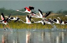 Keoladeo Birds Park Tour From Agra To Jaipur Including Entry 